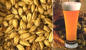 Gli Ingredienti della Birra
